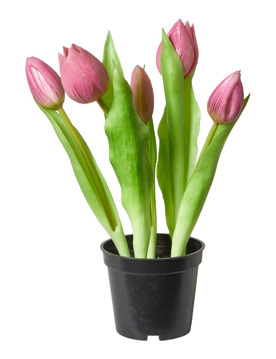 Mørk rosa