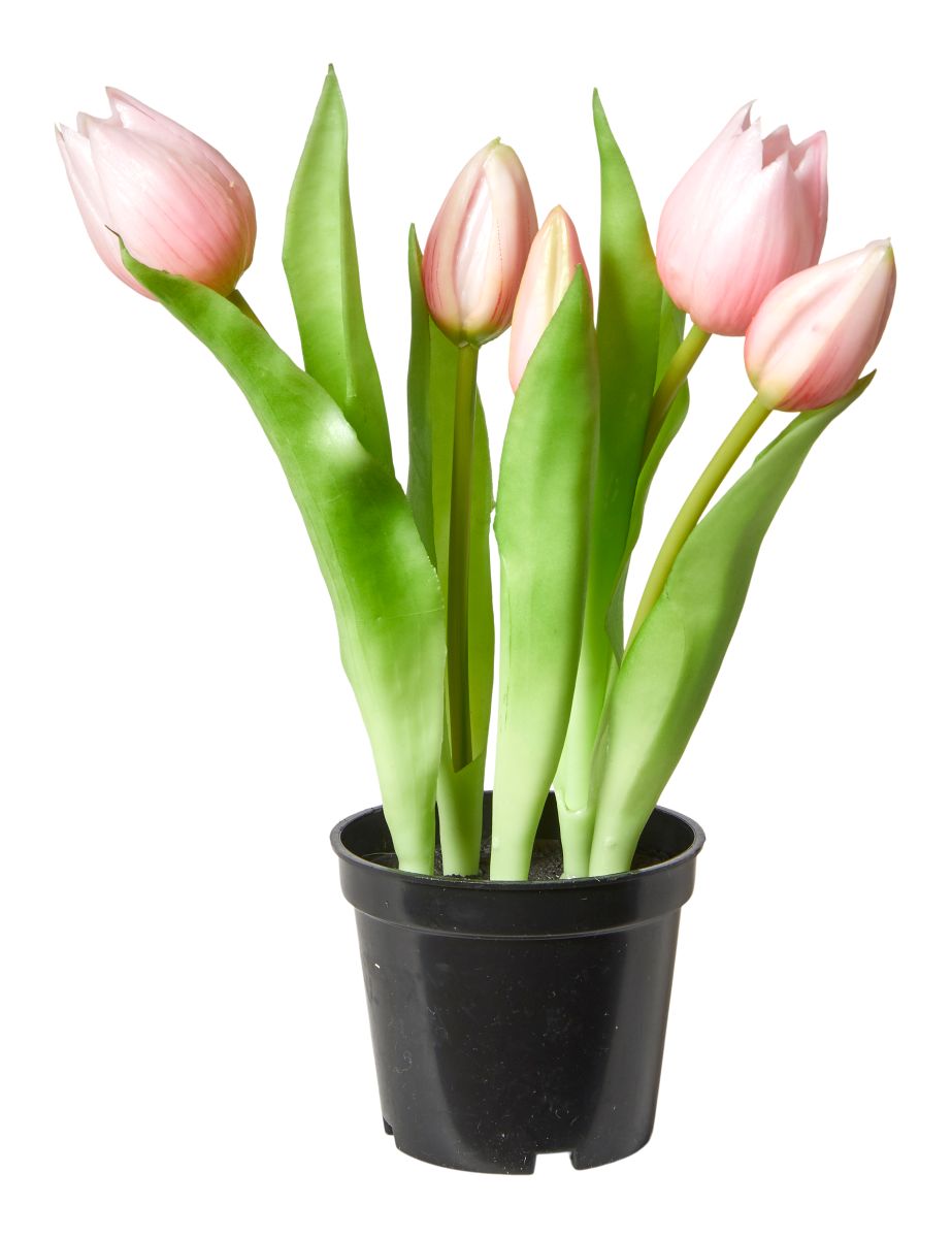 Tulipaner 5 stk. i potte H 25 cm. rosa