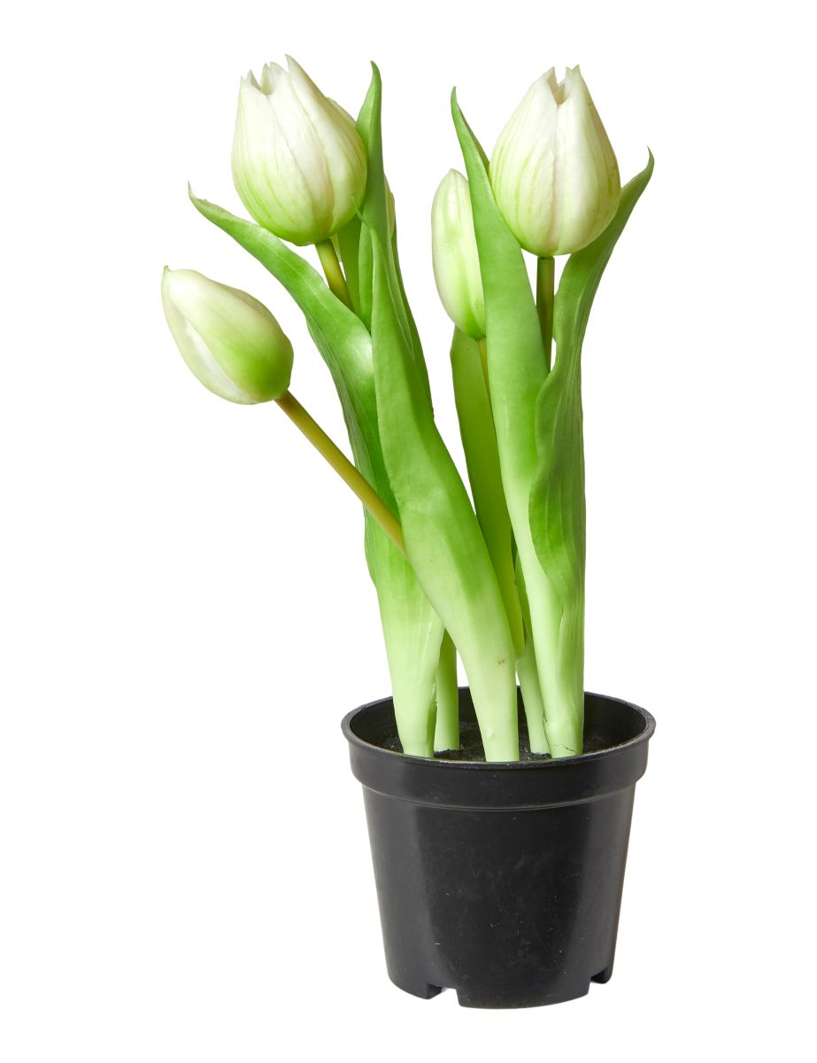 Tulipaner 5 stk. i potte H 25 cm. hvid